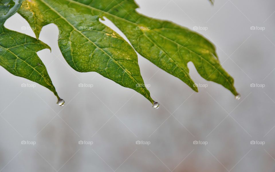 Papaya leaf with drops