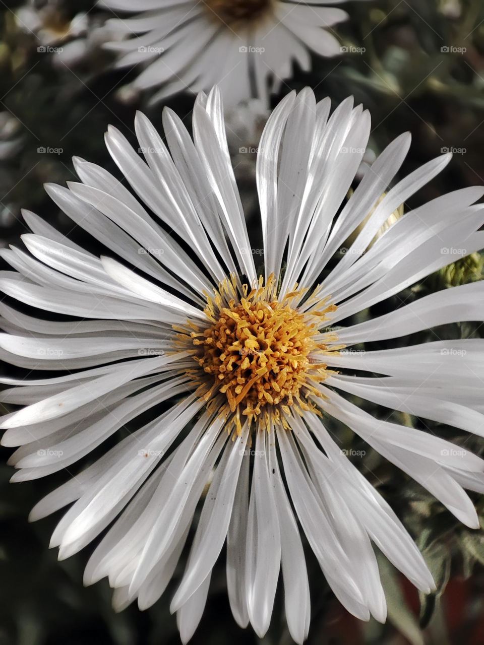 Macro photo of a flower growing in the garden