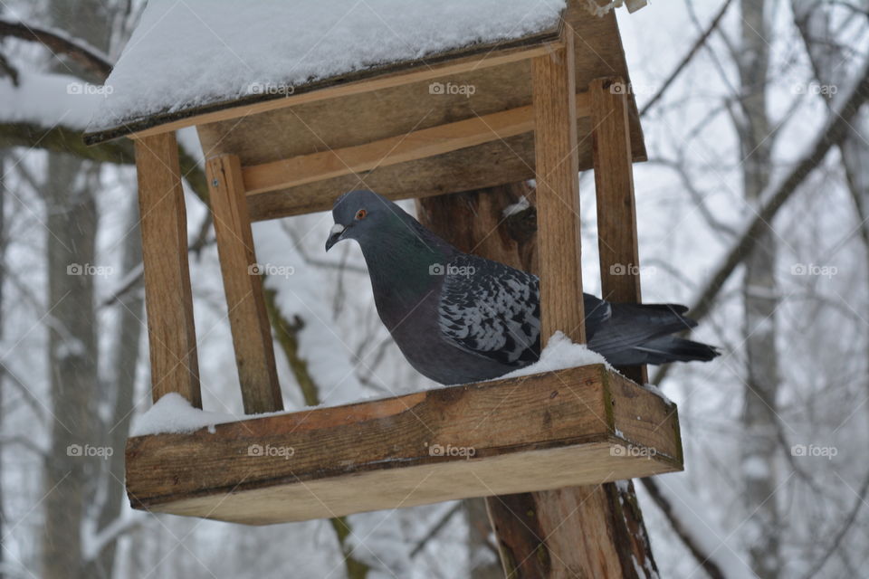 bird dove in birdhouse winter time