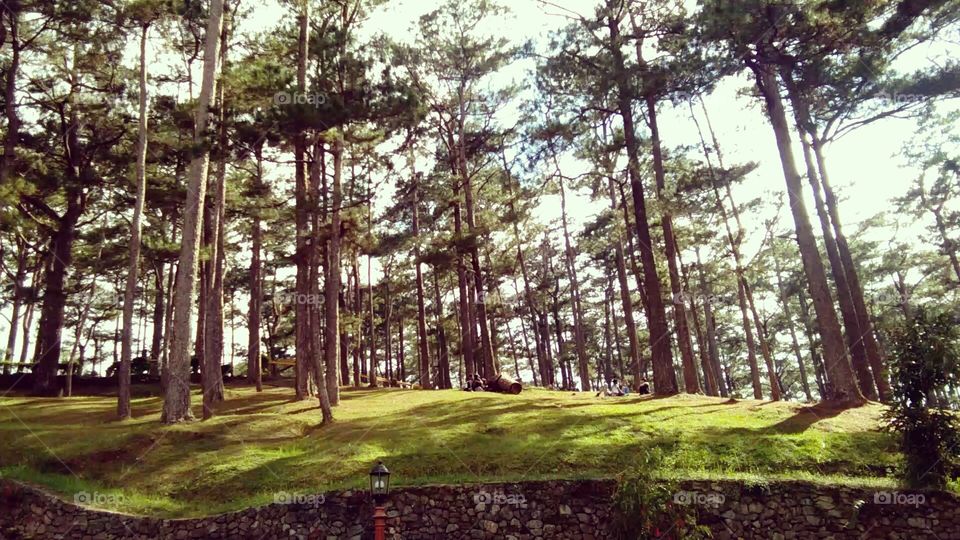 pine trees in baguio city