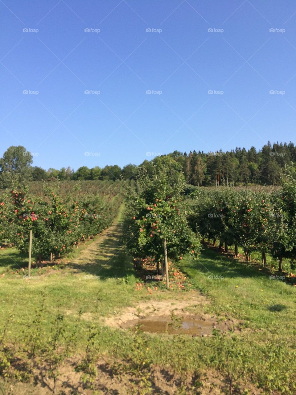 Apple trees