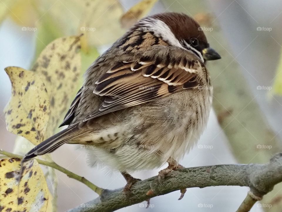 Sparrow
