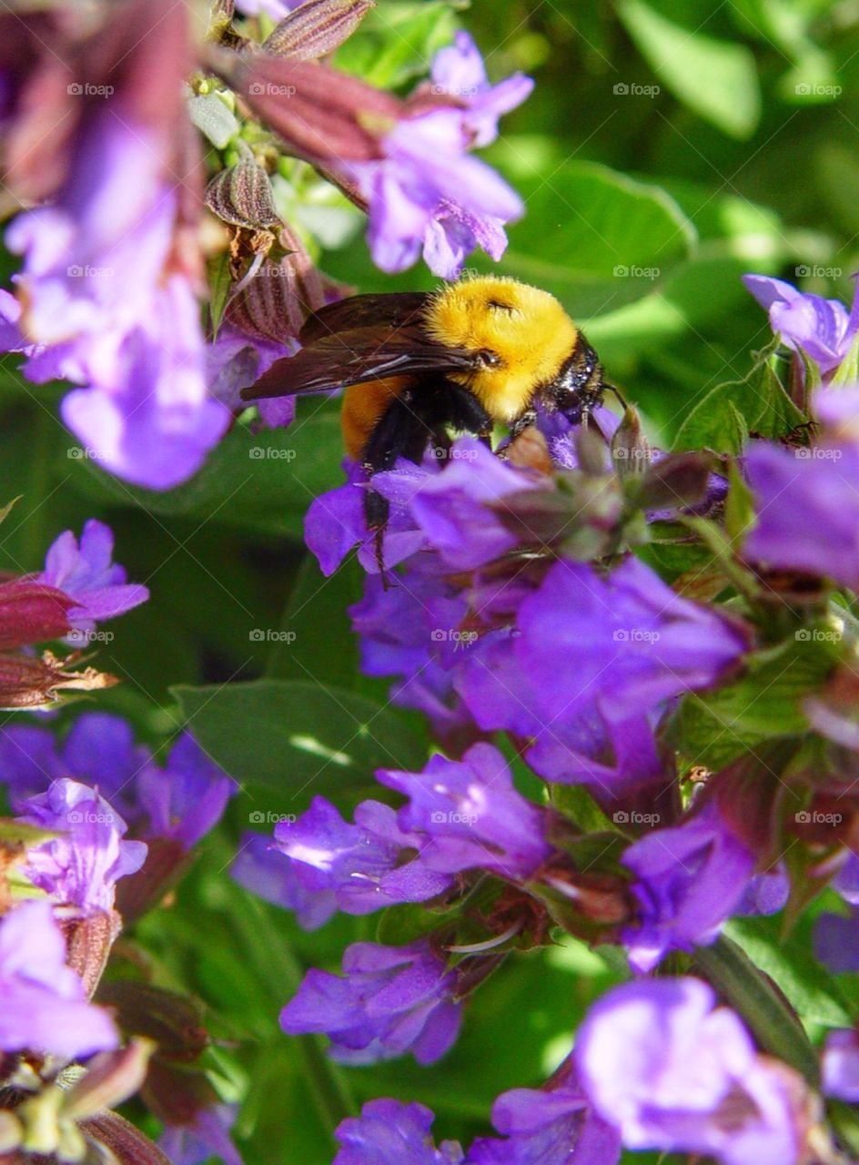 Bumblebee on purple flowers