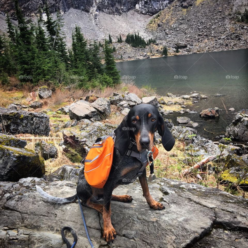 Hiking with dogs. Best hiking buddy