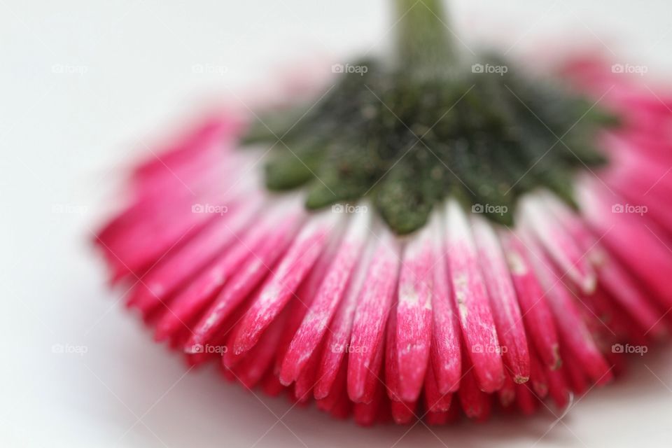 Upside Down Pink Daisy. A pink Daisy that is upside down on a white background showing its delicate petals.