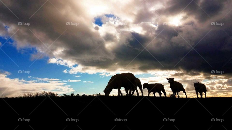Sheeps grazing silhouette