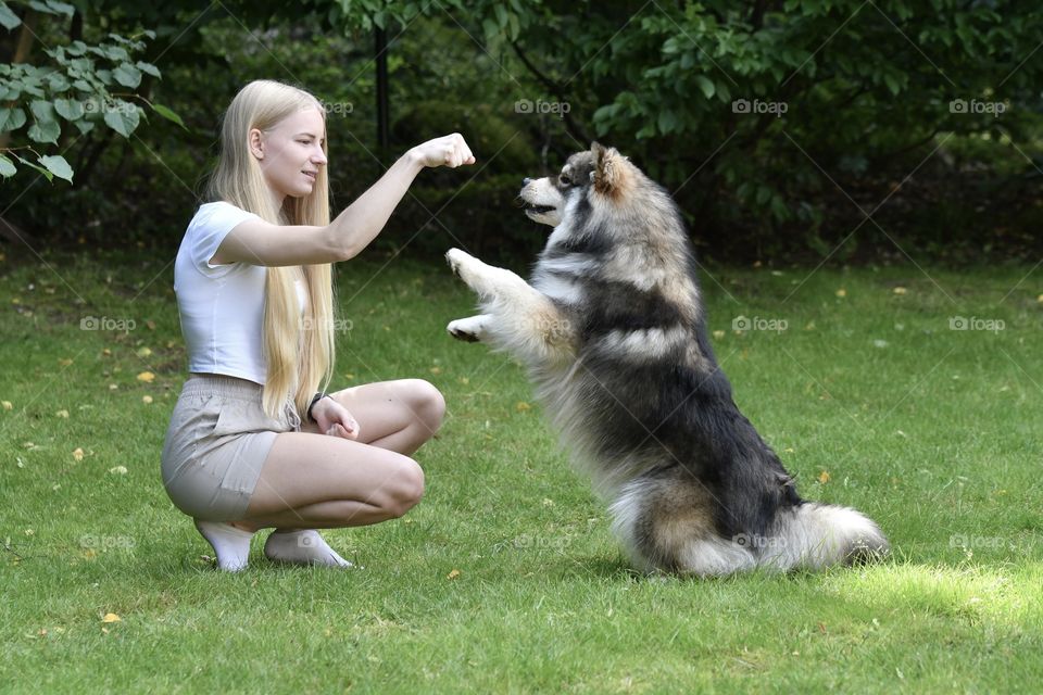 Portrait of a young woman doing tricks witha Finnish Lapphund dog 