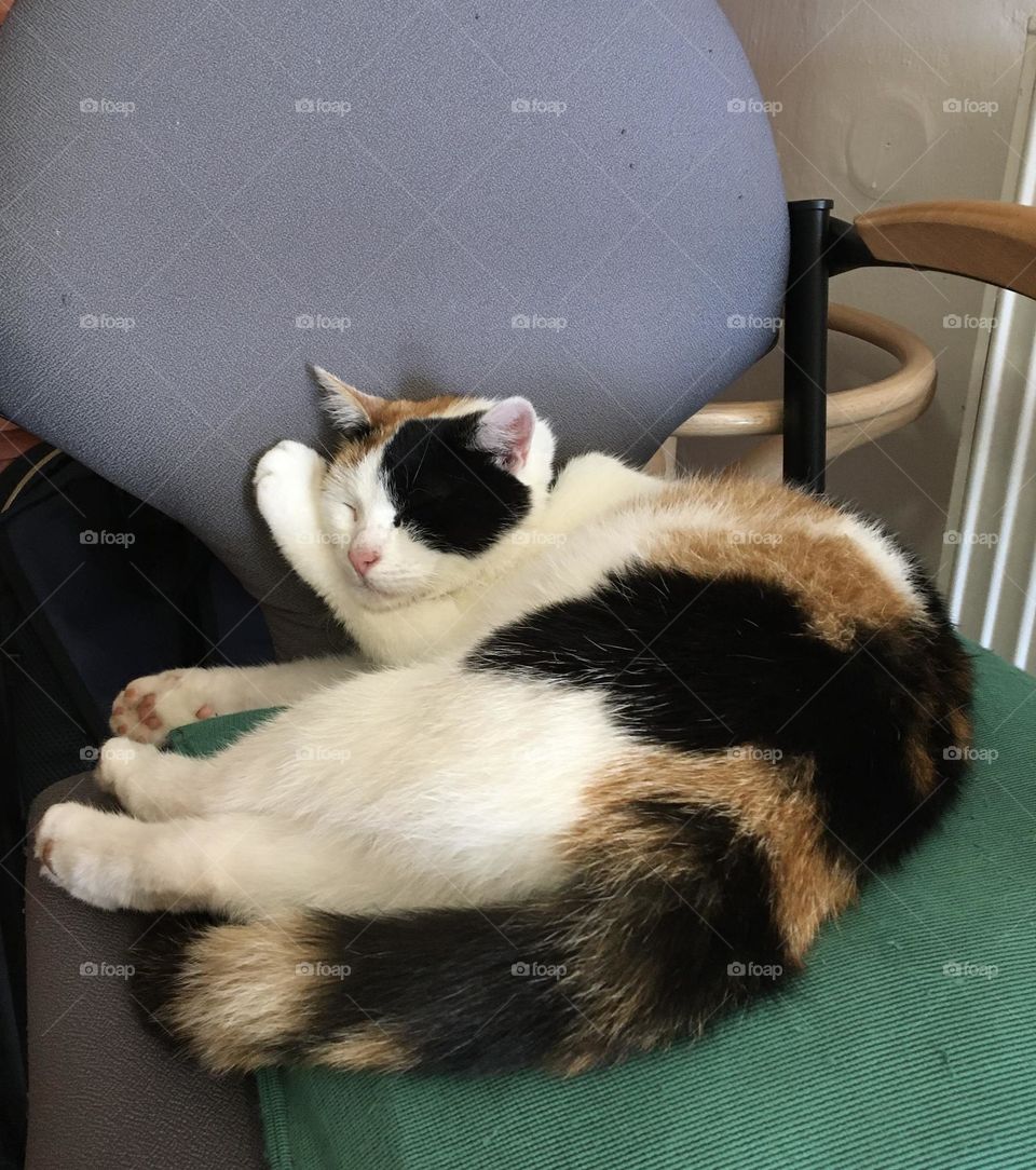 A sleeping tricolour honey