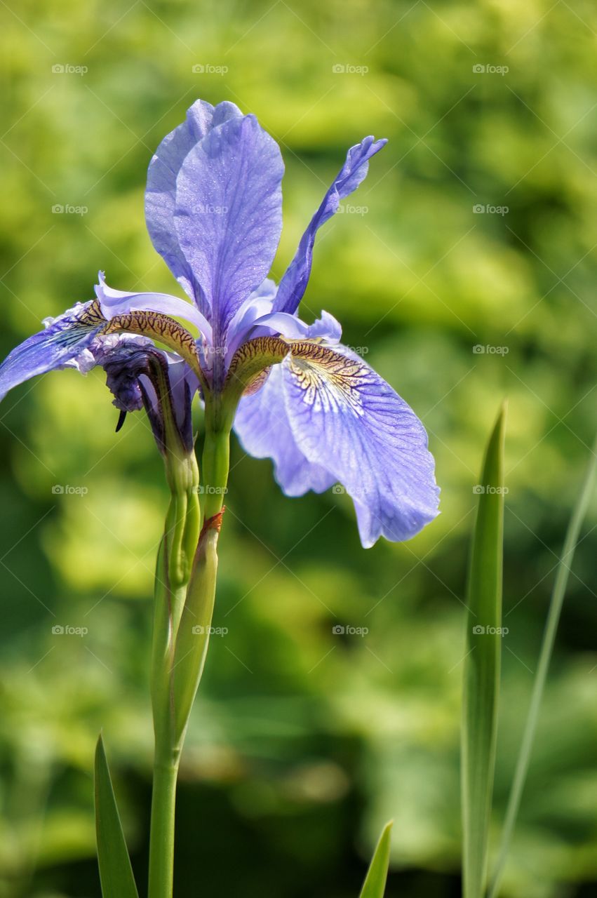 Close-up of a flower