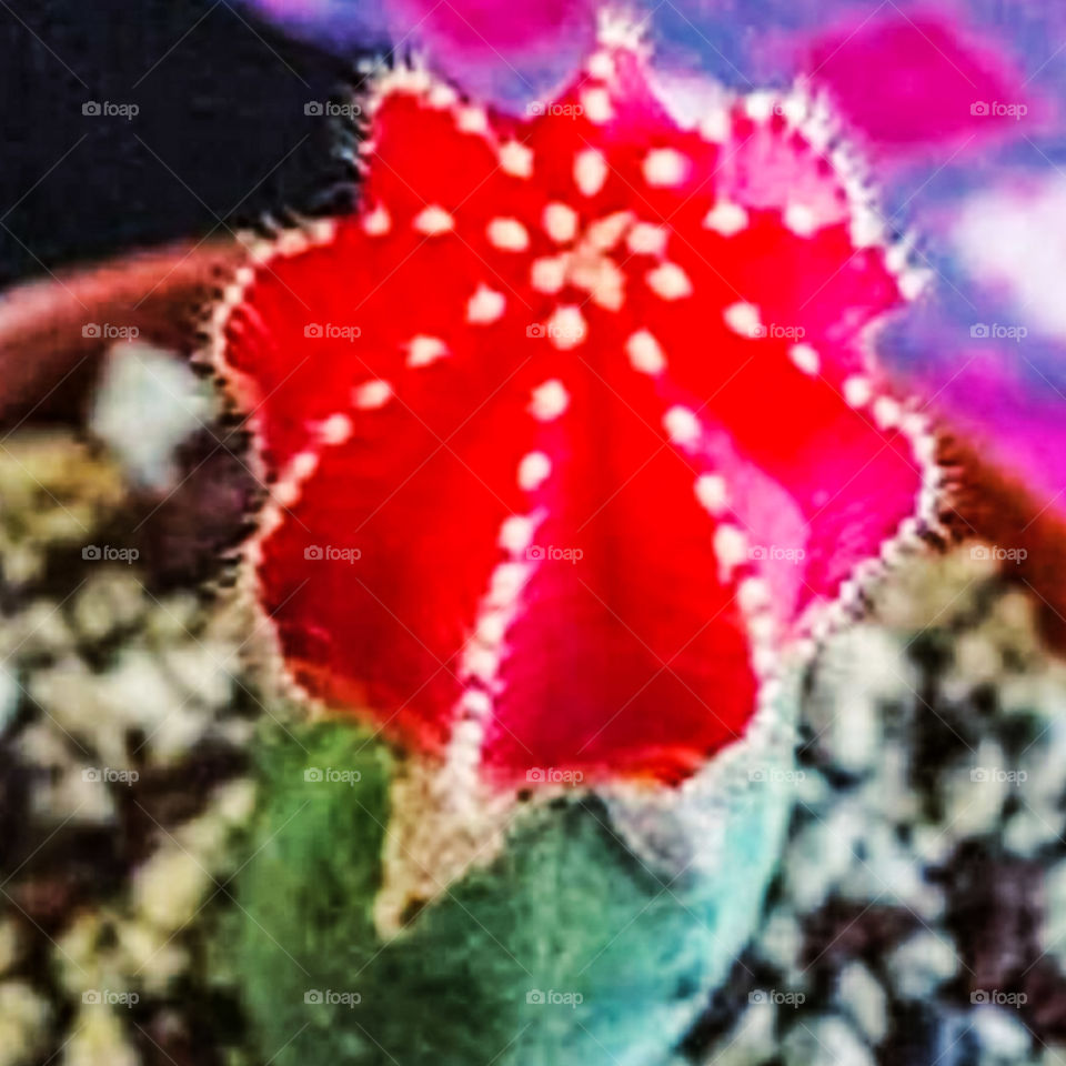 red flower of the cactus