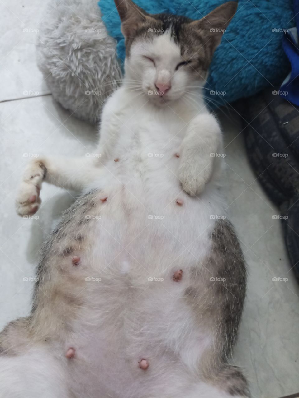 pregnant cat, lying down