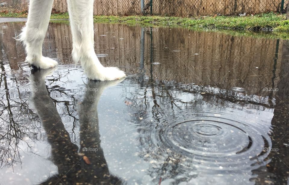 Dog in rain puddle reflection 