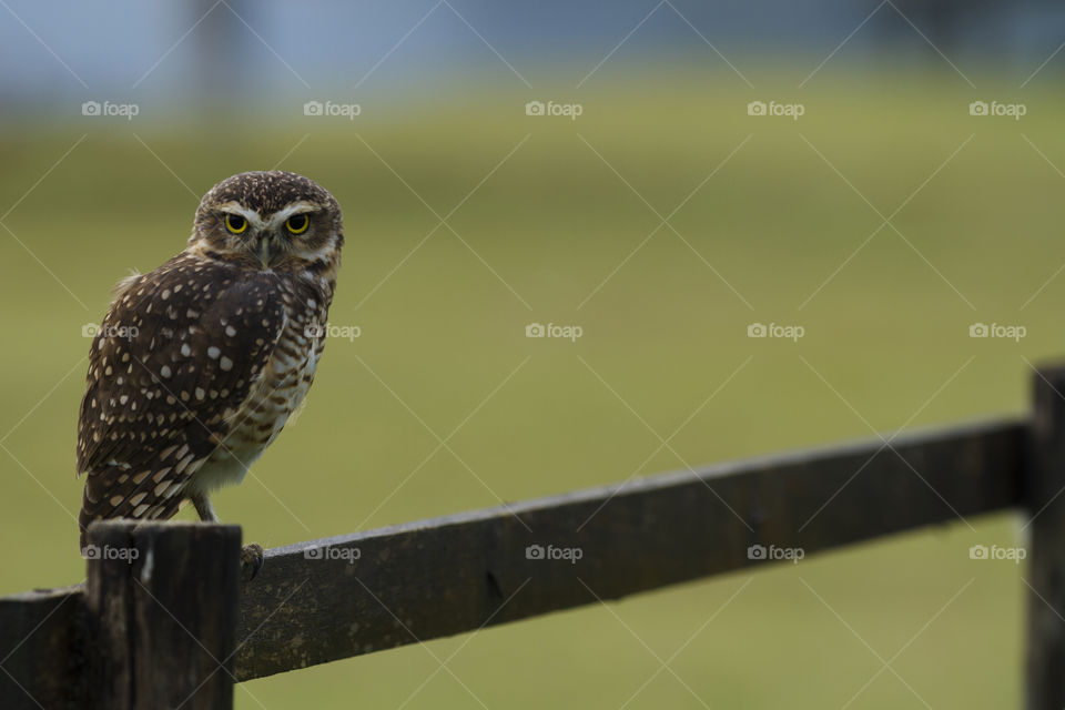 Owl yellow eyes.