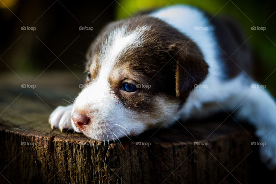 Cute little puppy awaiting for the new beginning with new hopes. Fauna of 2019.