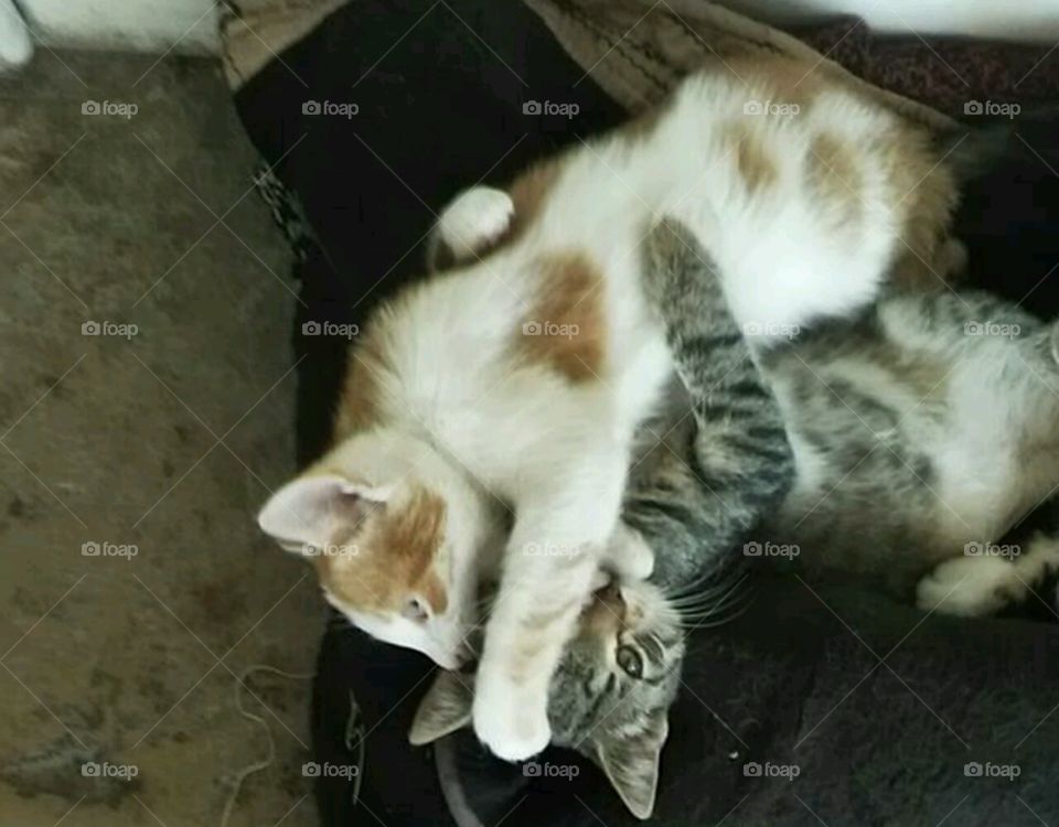 crazy lazy cats