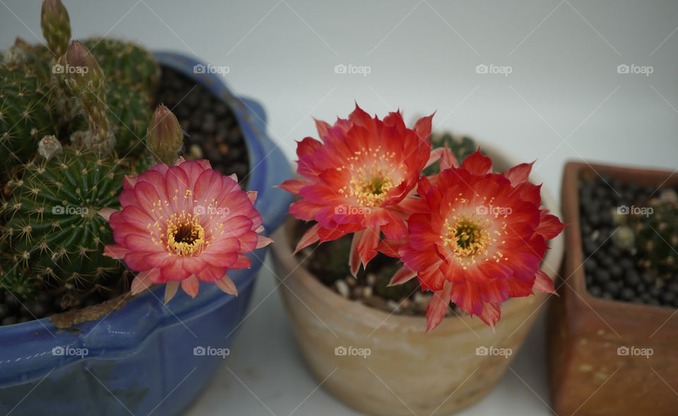cactus flower lobivia