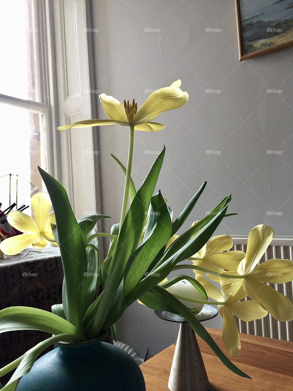 Open tulips in a vase