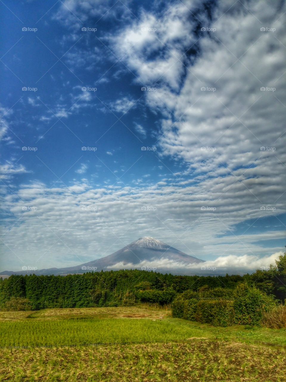 Mt. Fuji with  sheep's cloud in japanese(*´∀｀)