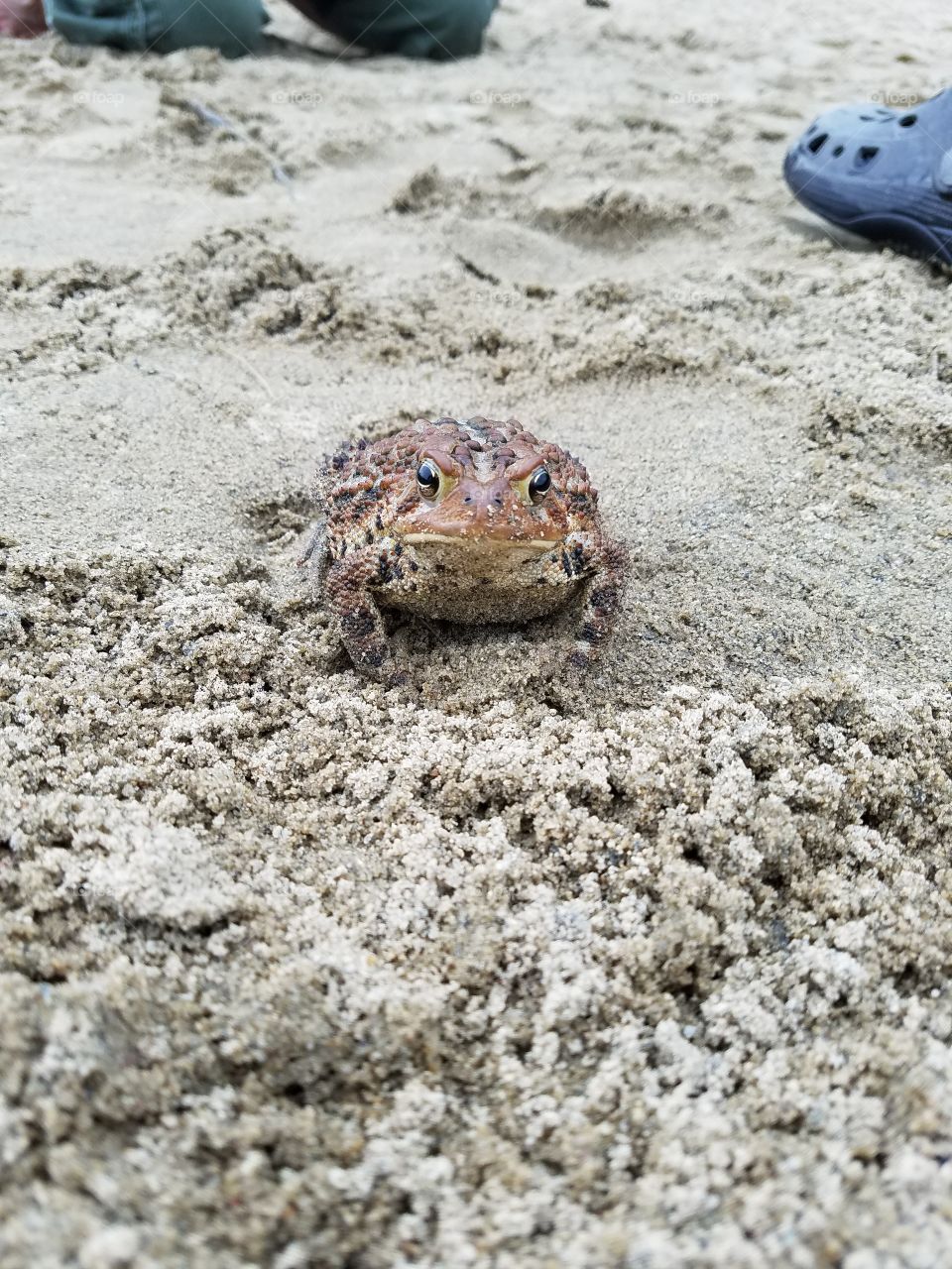beach toad