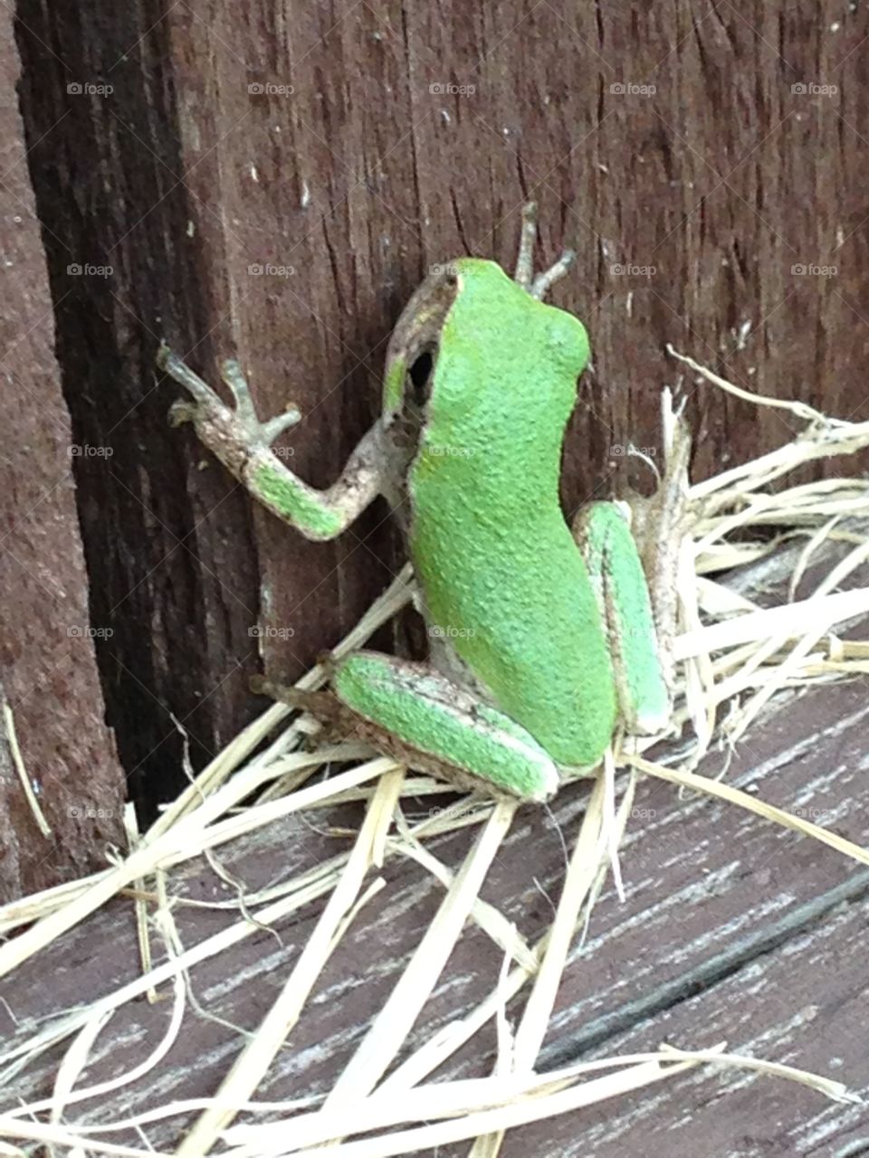 Little tree frog on the fence. Tiny little tree frog, on our fence!