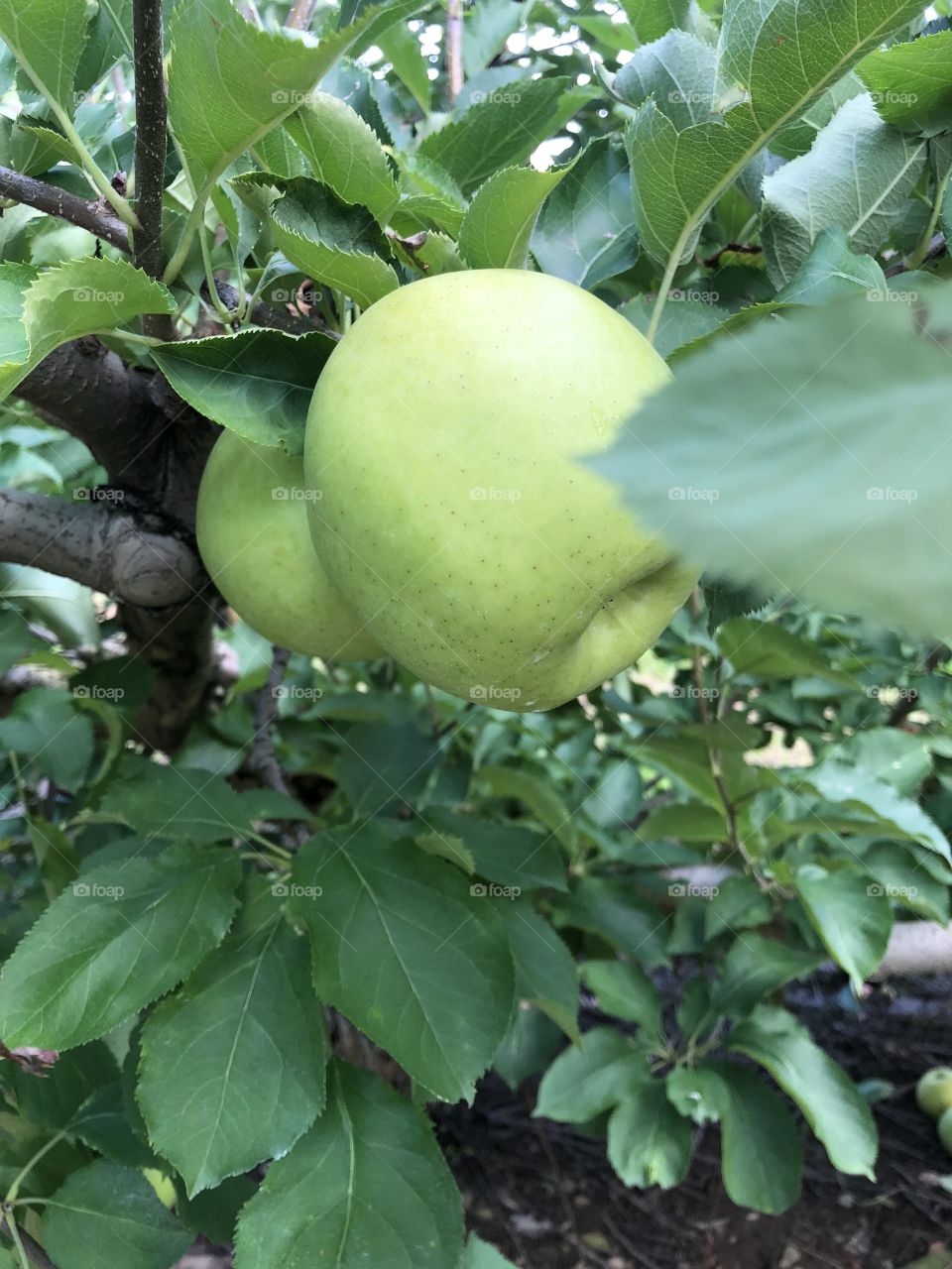Apple tree last fall. Great tasting Granny Smith’s 