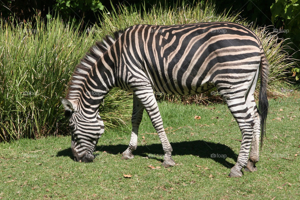 grass zebra feeding stripes by kshapley