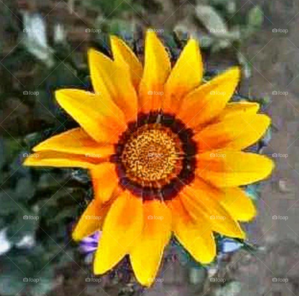 most beautiful and attractive flowers.