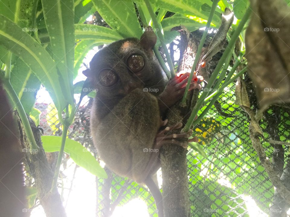 A tarsier on a the tree