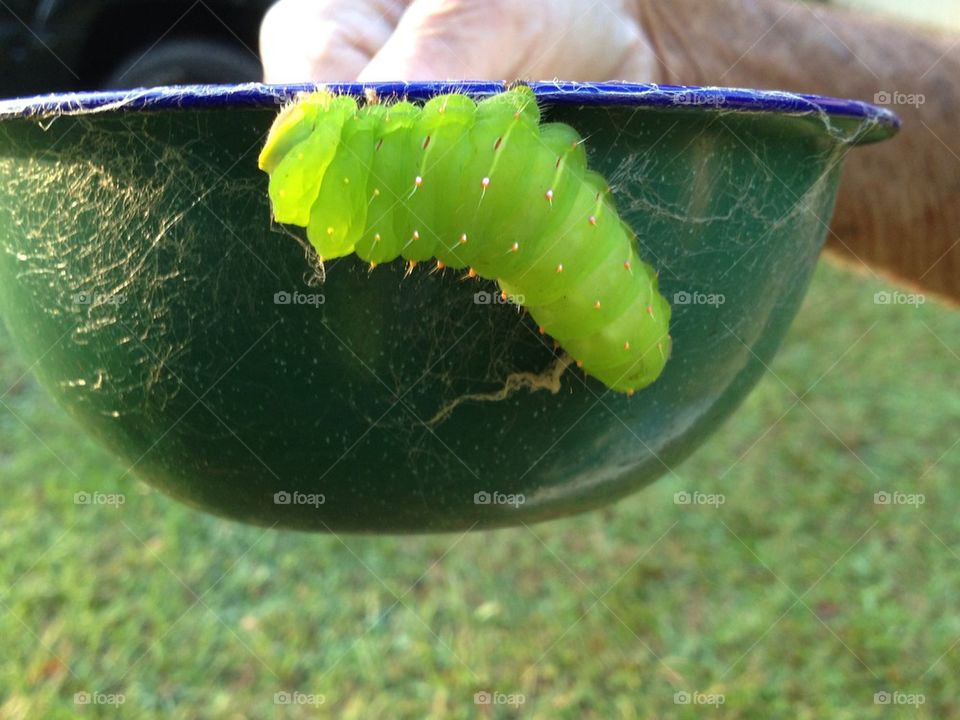 Luna Moth Caterpillar