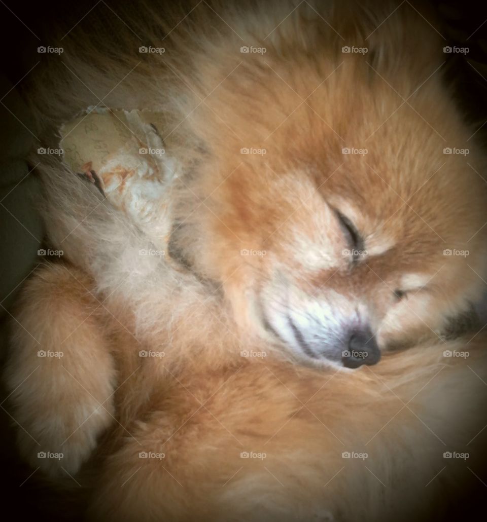 Sleeping Pomernian