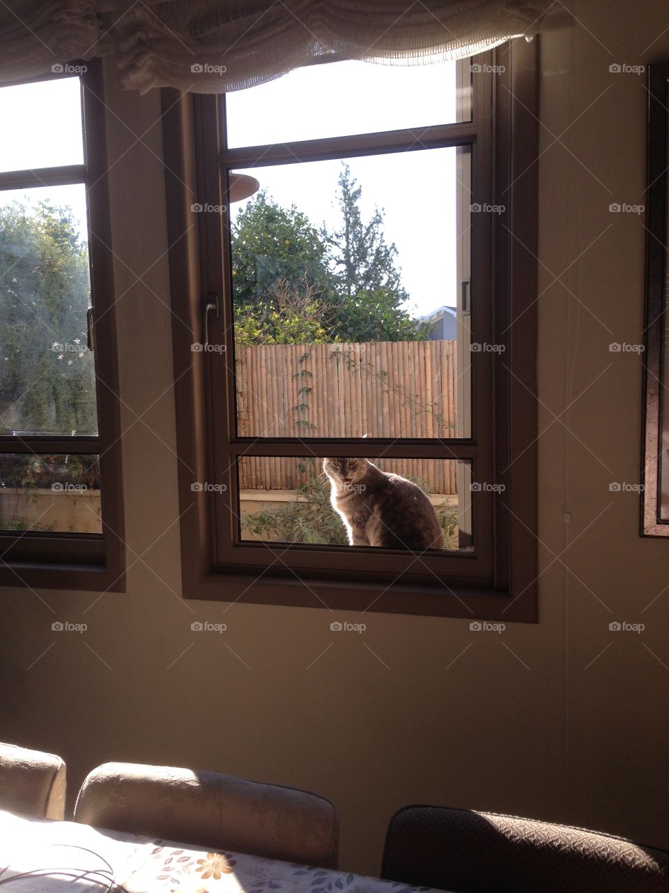 Cat through the window