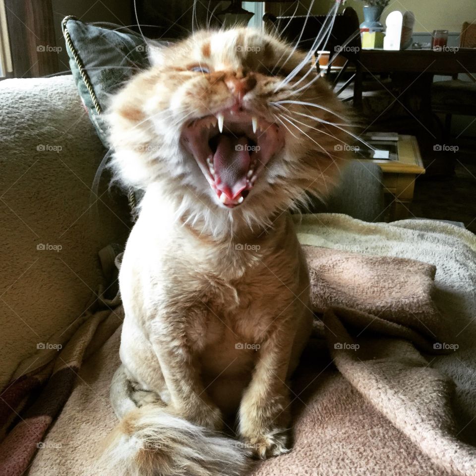 Leo the lion yawning. 