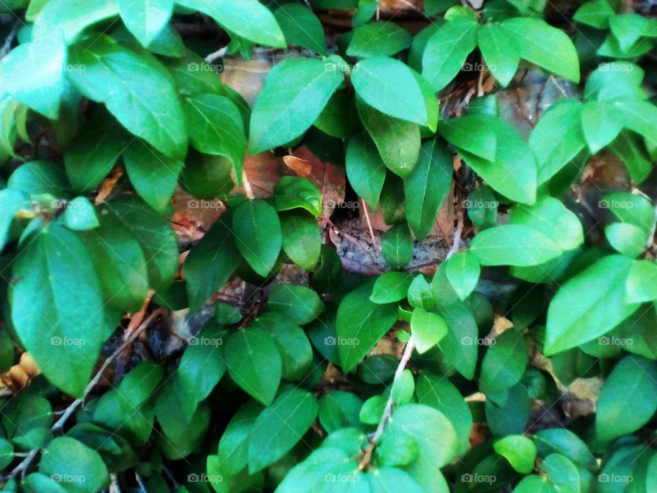 Natural wall with green leaf