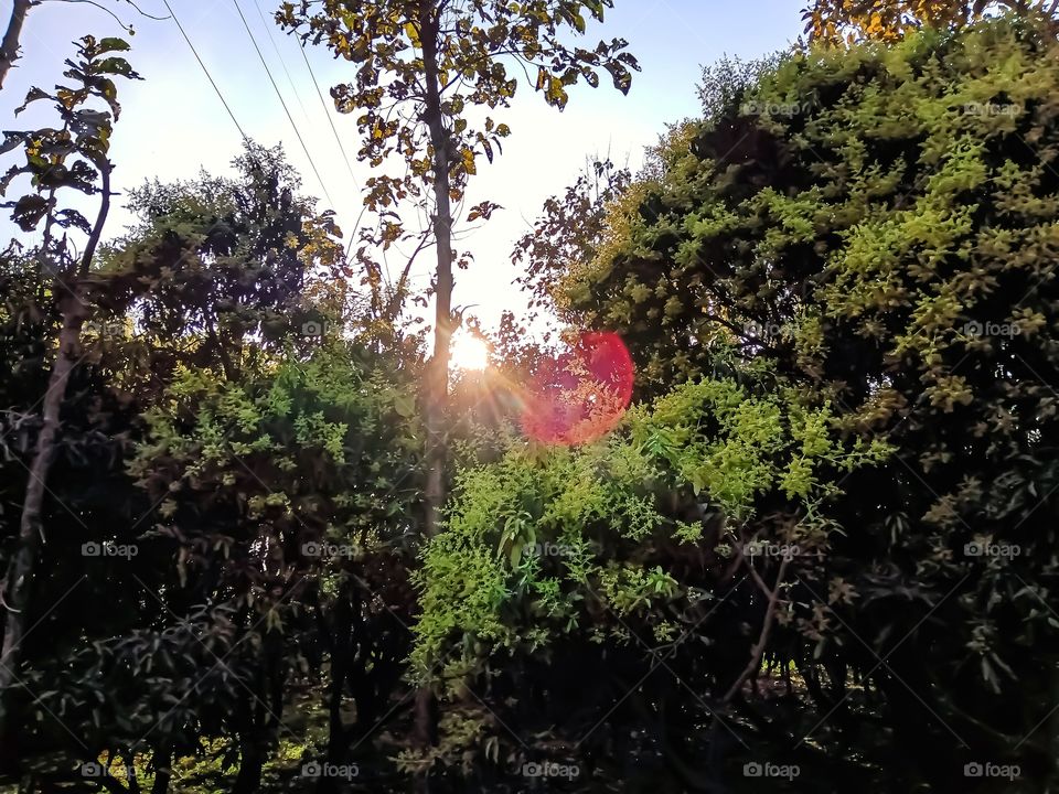 Spring on mangifera indica tree image india