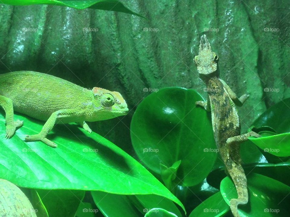 Close-up of two chameleon