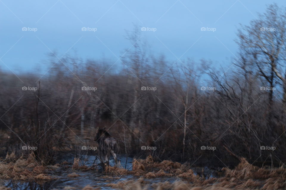 moose running into the brush