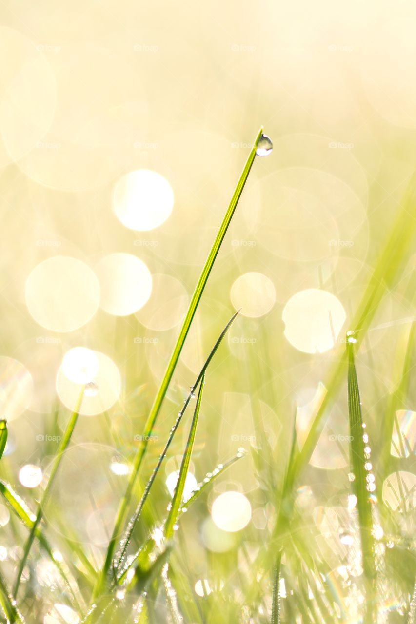 A portrait of a blade of grass in lots of sunlight with a dew drop hanging on it.