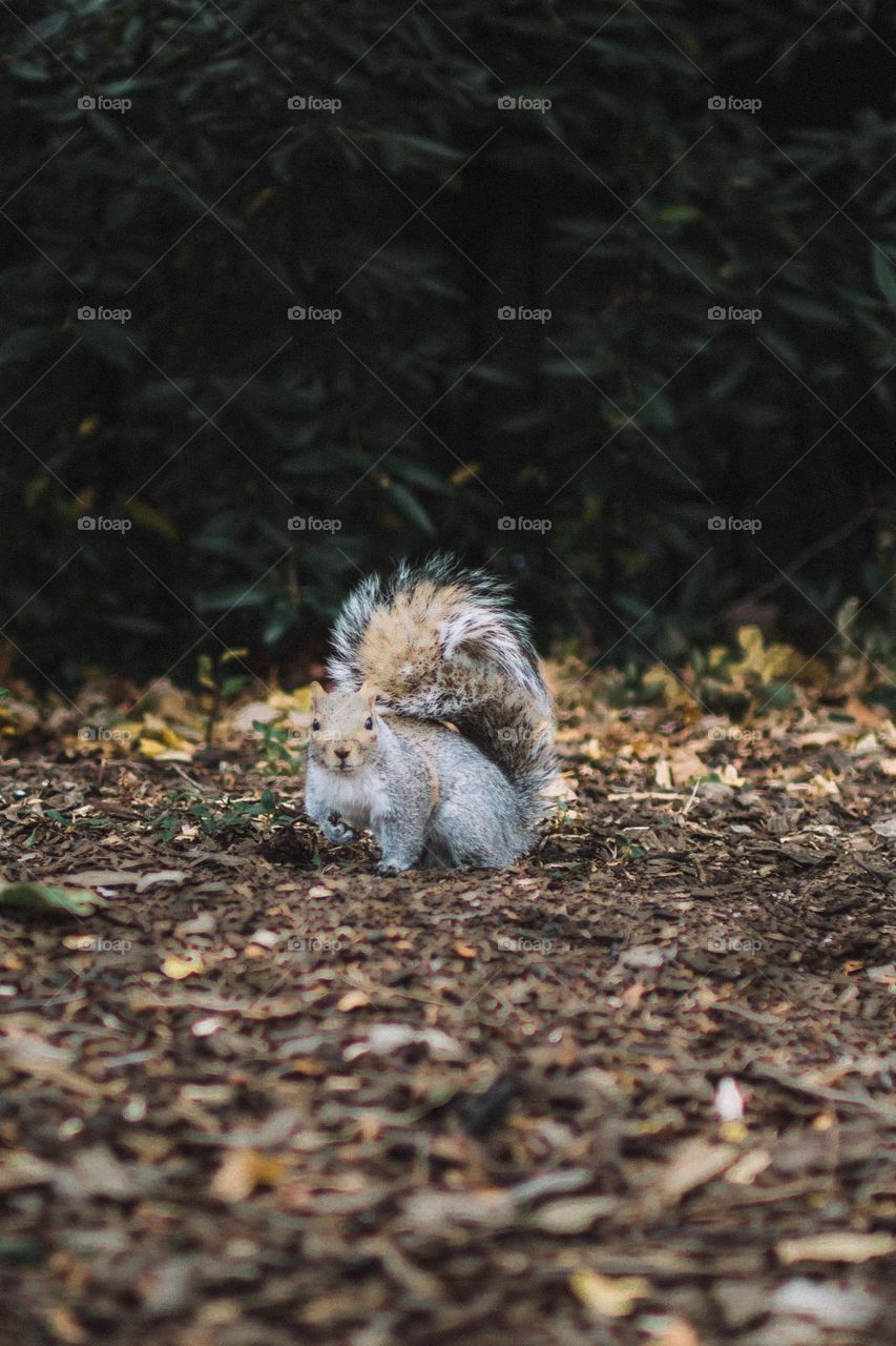 Der Schwanz größer wie das Tier