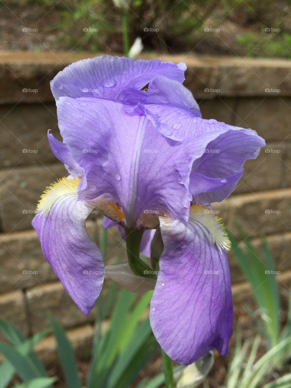Purple iris blooming outdoors