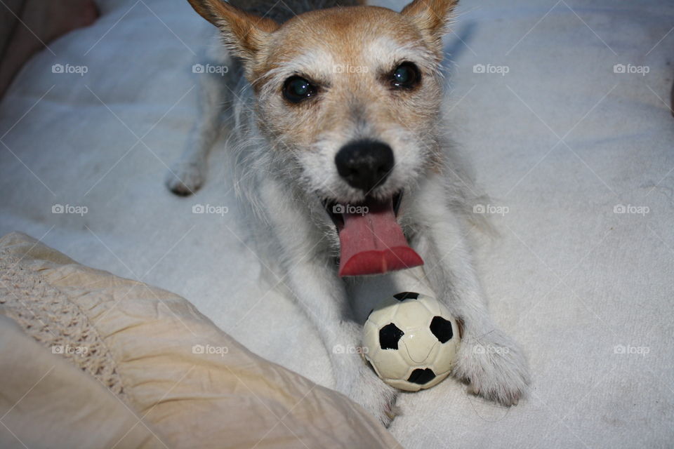 cute little dog wants to play with soccer ball