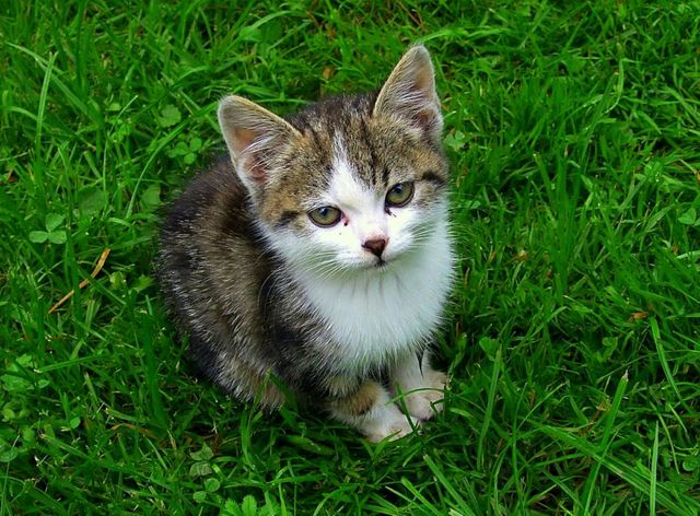cat
