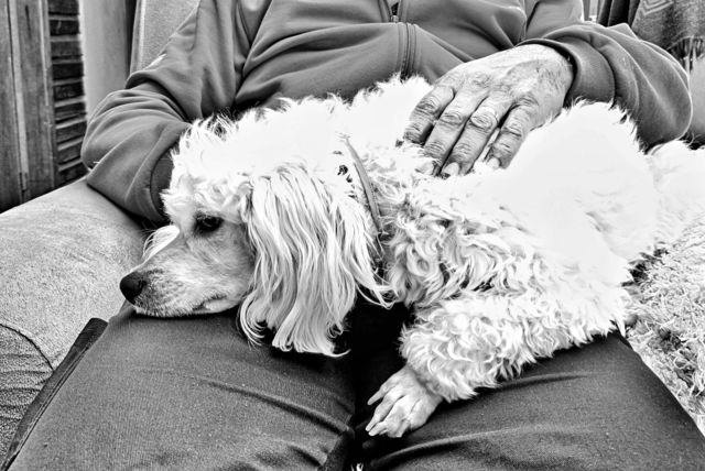 pet dog