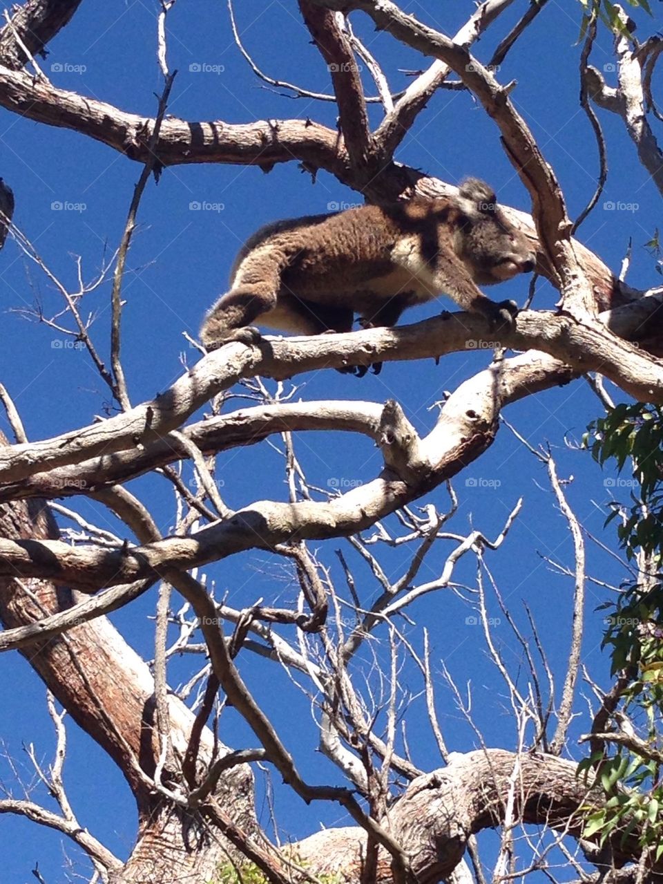 Koala, Australia 