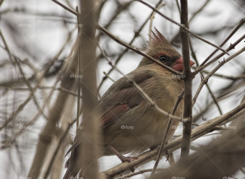 Female cardinal in bare tree in winter