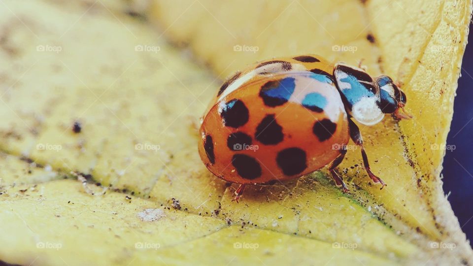 Lady bug