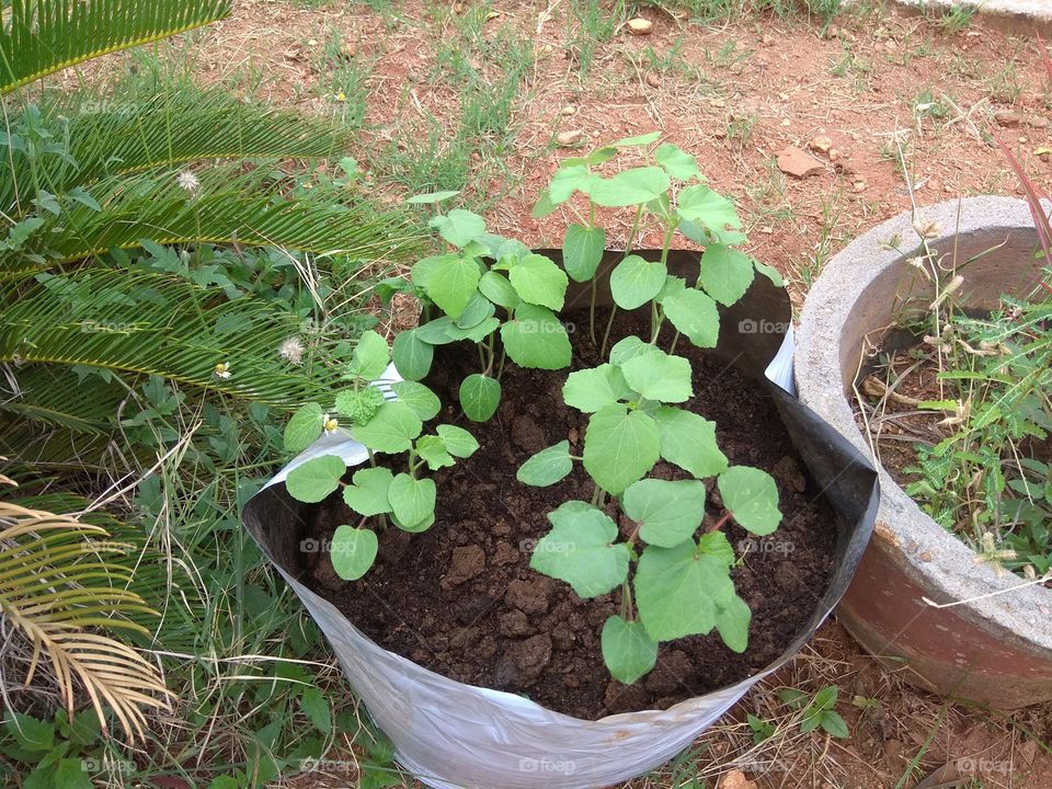 save tree save former