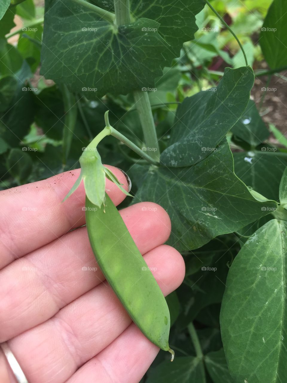 We haven't always had luck with peas in our sunny yard but this year we have a few making their debut! 