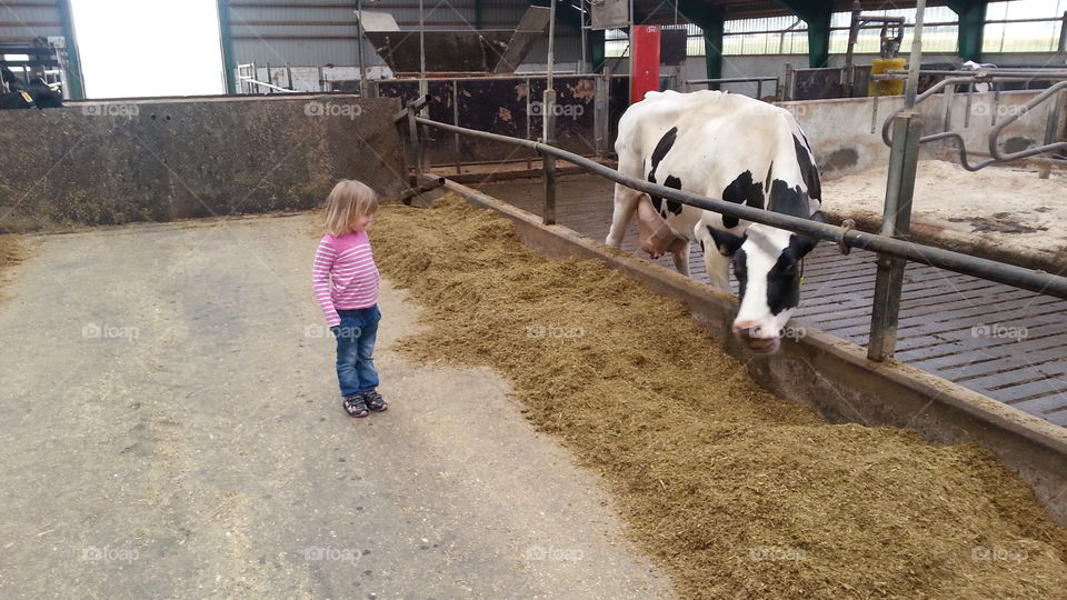 little girl looking at cow