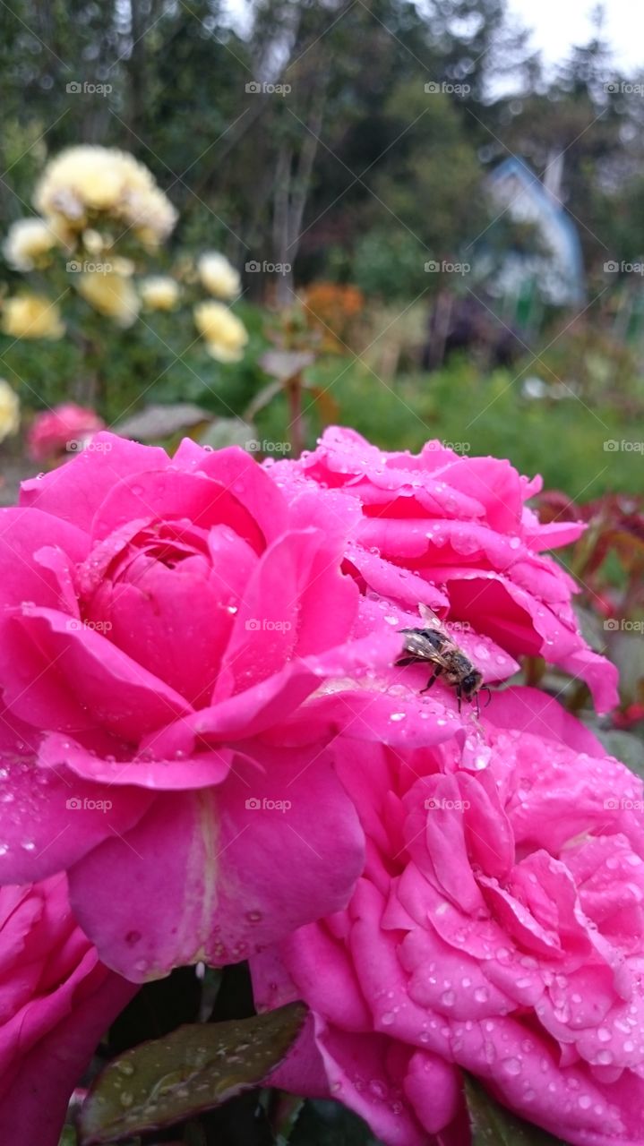 Розы после дождика. Выходные на даче у родителей