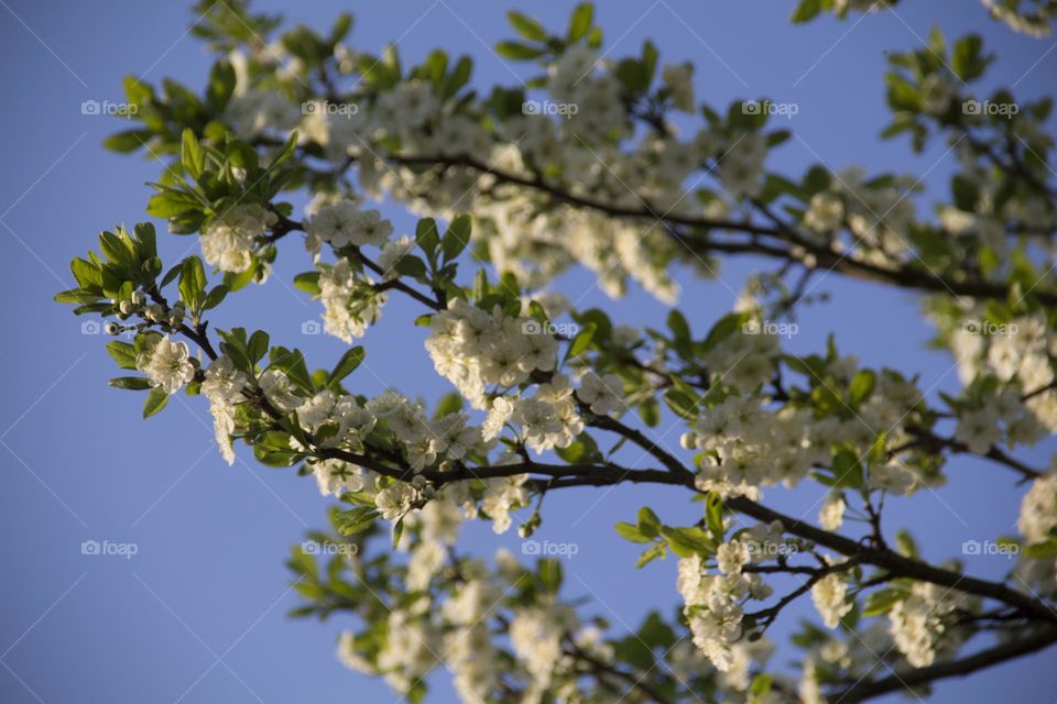 Spring flowering of trees and flowers on a sunny day in spring.